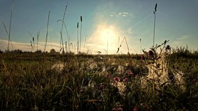 Serene sunrise with dewy grasses, wildflowers, and glistening spider webs in a field - Powered by Shutterstock - Get 15% off with code: PIKWIZARD15