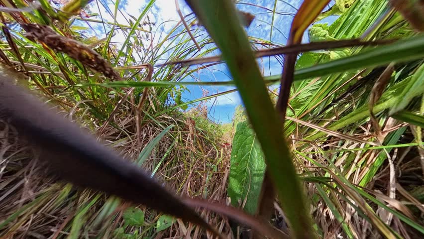 Meadow Path Through Reed Under a Blue Sky