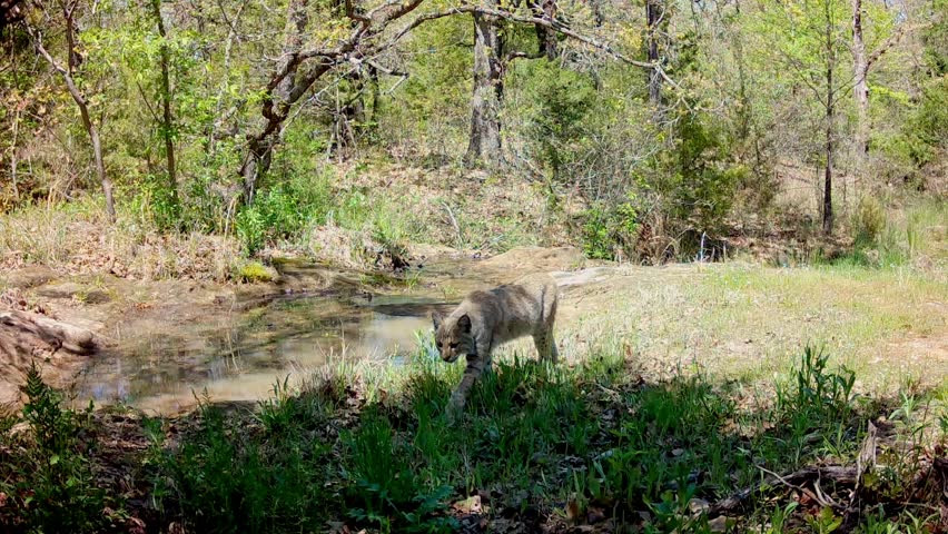Bobcat in daylight at a small creek in early spring