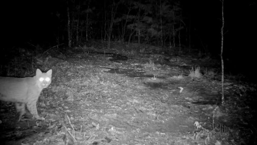 Bobcat at night in drizzle, stops to look at the camera and then continues on