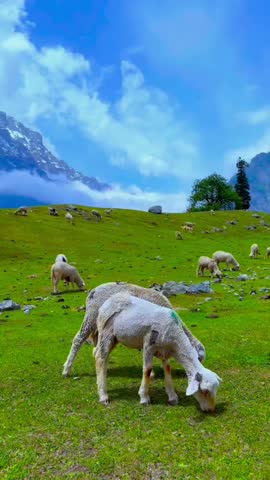 Beautiful greenery of wadi kashmir