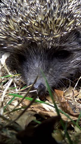 Hedgehog -Erinaceus europaeus-  running on the ground, fauna Ukraine