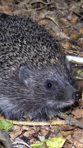 Hedgehog -Erinaceus europaeus-  running on the ground, fauna Ukraine