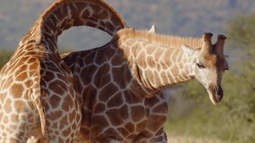 Two Giraffe necking and fighting for dominance over herd of females in early morning light. Close up shot of giraffe head. Amazing scene on safari watching wild animals. Concept of wildlife, nature - Powered by Shutterstock - Get 15% off with code: PIKWIZARD15