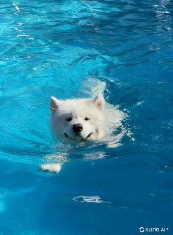 A dog swiming in water in a suny day 