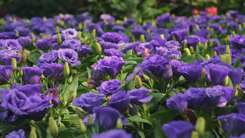 Beautiful field of vibrant purple flowers in full bloom, showcasing natural beauty of lush garden, rich in color and texture - perfect for themes of nature and gardening.