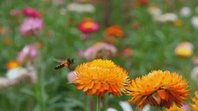 Bee Pollinating Flowers in Vibrant Wildflower Field, showing Vital Role of Insects in Ecosystems. Biodiversity and Ecology. - Powered by Shutterstock - Get 15% off with code: PIKWIZARD15