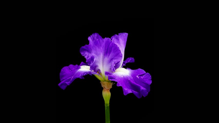 Time-lapse of growing iris flower. Spring flower iris blooming on black background.