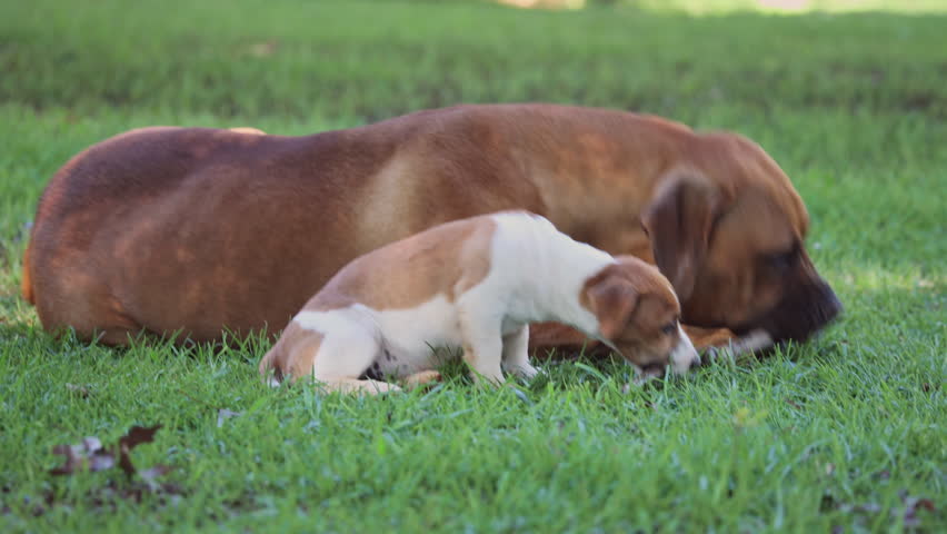 Jack Russell and Mastiff dog play fight over stick on green grass in summer