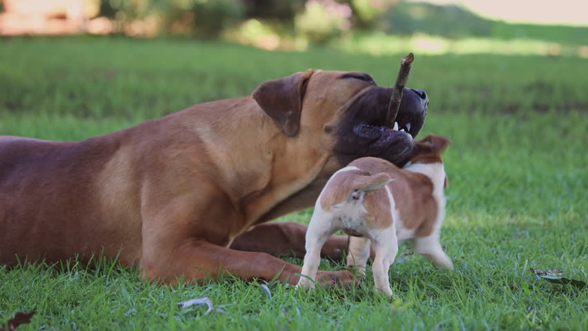 Jack Russell and Mastiff dog play fight over stick on green grass in summer