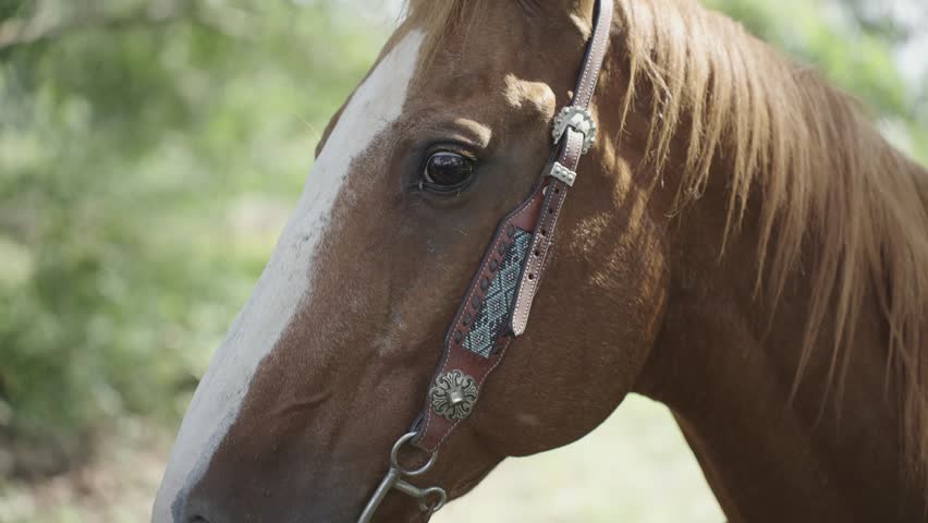 Brown American Quarter Horse Face with Headstall, Close Up in 4K Slow Motion