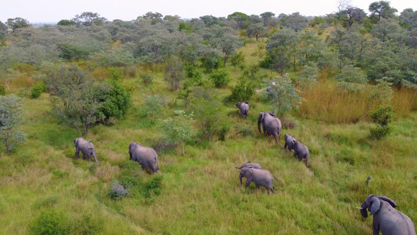 Follow a majestic herd of elephants walking through the lush green fields of Mjejane Game Reserve, South Africa, captured in stunning drone footage of this wildlife paradise.