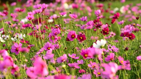 Australian Native Paper Daisy Flower Dark Stock Photo 750038803