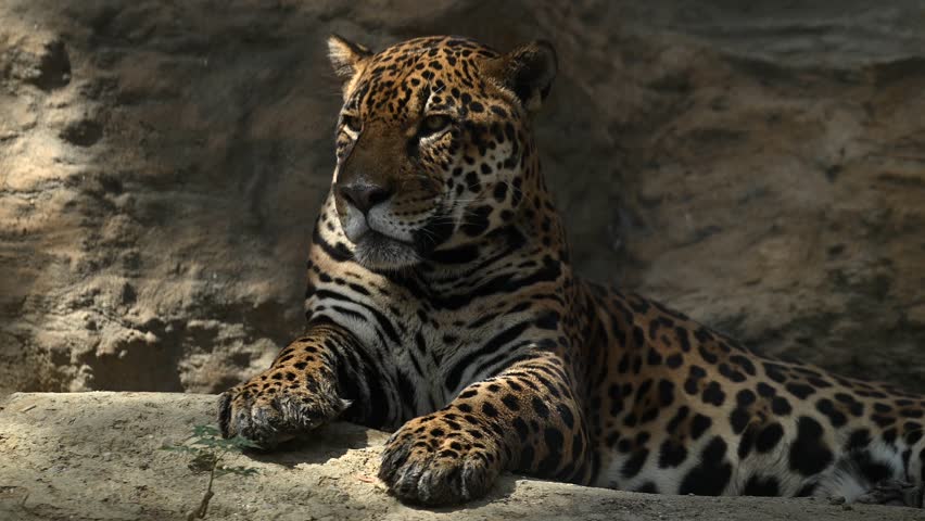 Beautiful rare young jaguar or leopard enjoy warmth of morning sun as he lounge on rocky cliffs surrounded by breathtaking wildlife scenery. 4k High Quality Raw Cinematic Slow motion wildlife video