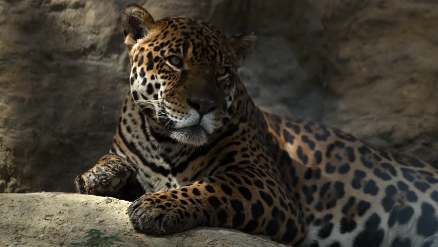 Beautiful rare young jaguar or leopard enjoy warmth of morning sun as he lounge on rocky cliffs surrounded by breathtaking wildlife scenery. 4k High Quality Raw Cinematic Slow motion wildlife video