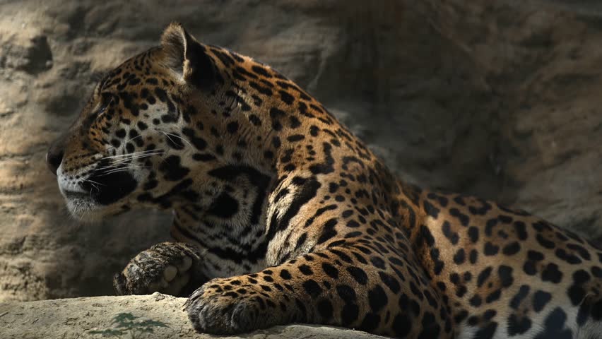 Beautiful rare young jaguar or leopard enjoy warmth of morning sun as he lounge on rocky cliffs surrounded by breathtaking wildlife scenery. 4k High Quality Raw Cinematic Slow motion wildlife video