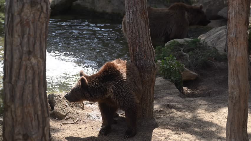 A family of brown bears walks gracefully by a tranquil lake surrounded by a vibrant green forest. The charming moment highlights their natural habitat and behavior