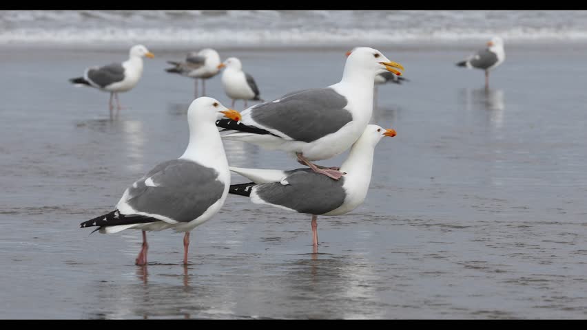 Close up high quality 4k video footage of seagulls mating walking feeding processes captured in Cannon Beach of the Oregon Coast. Wildlife birdwatching video for download.
