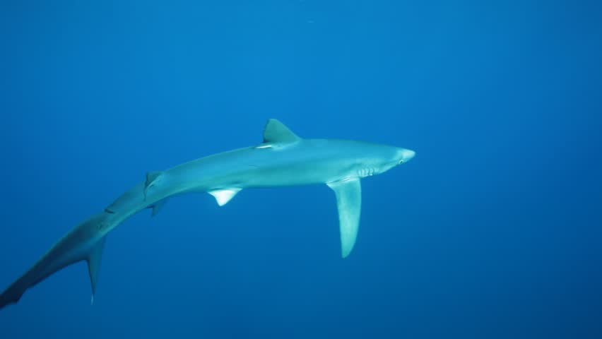 A top-down view of a blue shark (Prionace glauca) swimming calmly through the blue ocean, its sleek form cutting through the tranquil waters. Check my portfolio for more shark footage.