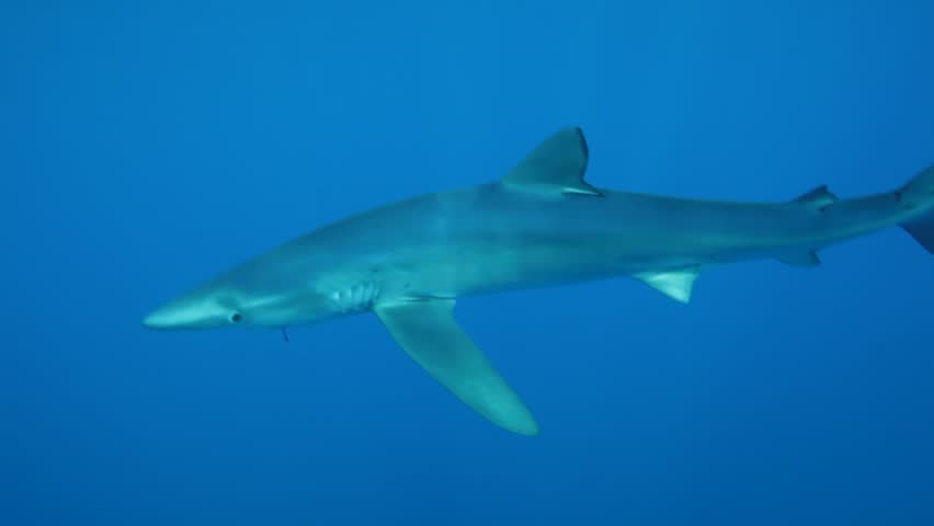 A side view of a blue shark (Prionace glauca) facing the camera with a hook lodged in its mouth, illustrating the distress caused by fishing activities. Check my portfolio for more shark footage.