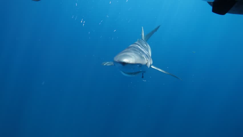 A close-up of a blue shark (Prionace glauca) facing the camera with a hook embedded in its mouth, a striking reminder of human impact on marine life. Check my portfolio for more shark footage.