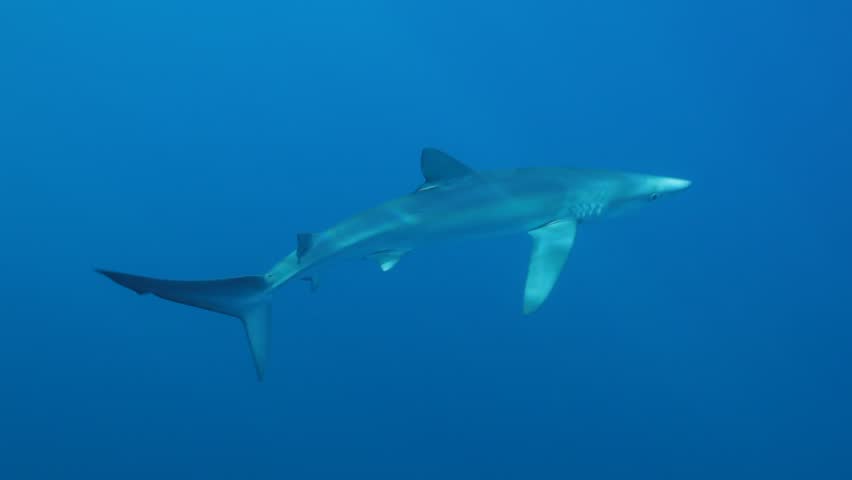 A blue shark (Prionace glauca) swims calmly through the blue depths of the ocean, its sleek body gliding gracefully in the tranquil waters. Check my portfolio for more shark footage.