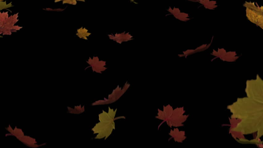 Happy Thanksgiving text animation over falling autumn leaves on black background. celebration, festival, thanksgiving day, seasonal