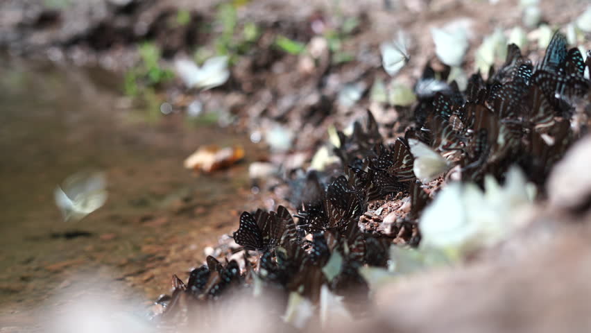A large number of butterflies gather to feed and fly around in the tropical rainforest of Phetchaburi Province, Thailand, Asia.
