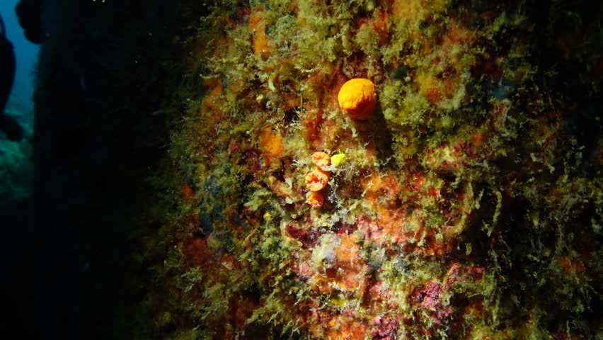 This underwater video was taken on 11 June 2024 and 13 June 2024 at Tenggol Island. It was really nice and the visibility was so nice. I wish can go there again.