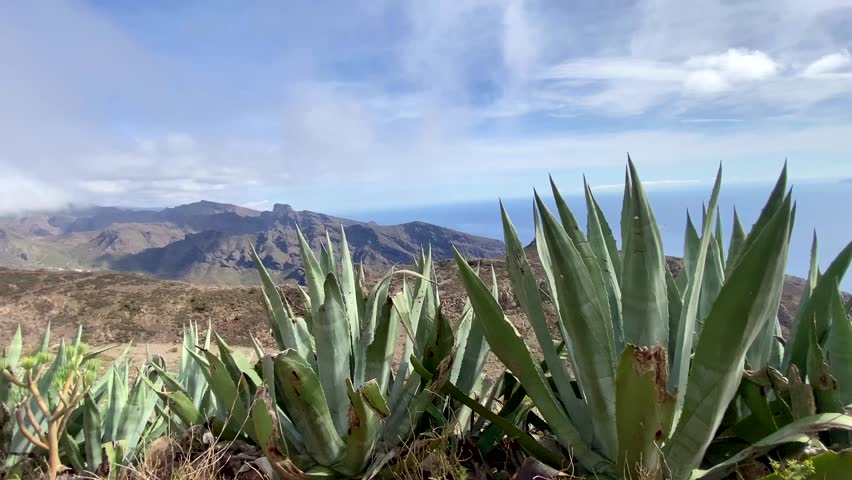 Beautiful view of Teno Alto volcanic landscape with Agave americana or Century plants growing wild in Tenerife,Canary Islands, Spain.Travel concept,4k