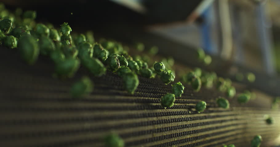 Super slow motion close up of at moment harvested biologic raw hop flowers used for high quality beer production falling on transport line for quality control in ecological craft brewery at 1000 fps.