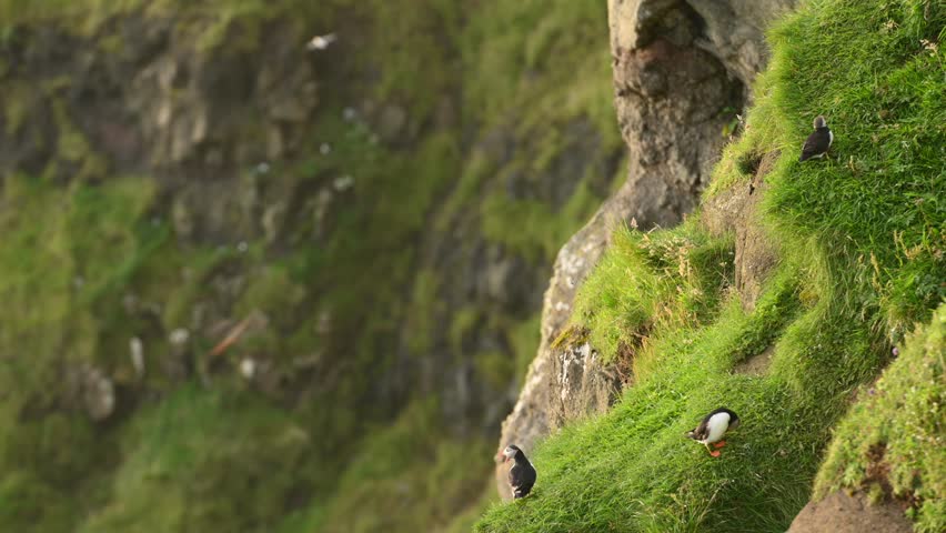 Puffins on Mykines island in sunset light, Faroe Islands