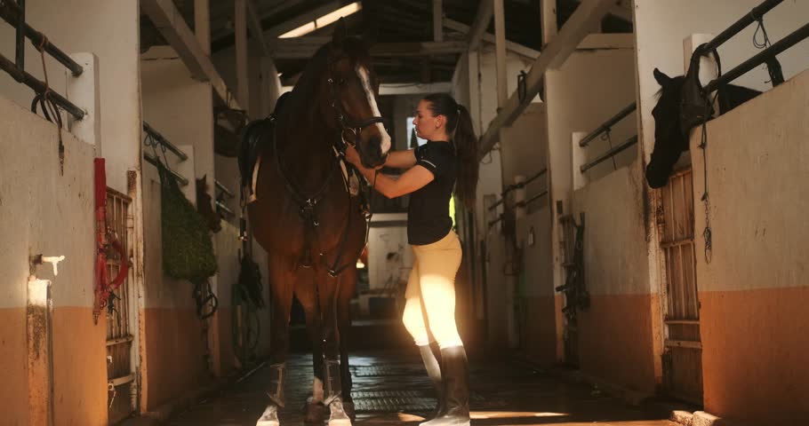 Young woman rider in equestrian uniform in stable saddling her horse. Horse riding training. She throws saddle on brown horse's back and fastens it. Authentic village barn.