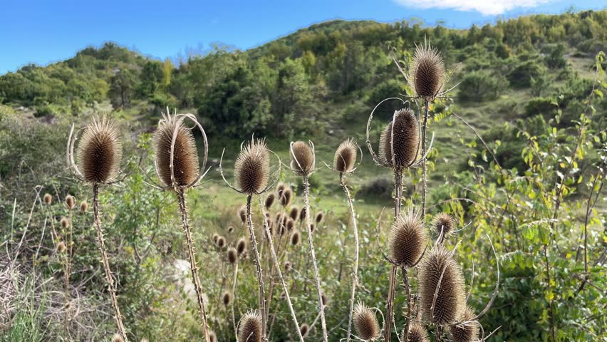 Fluffy ears of wild mountain plants sway in the wind against the backdrop of mountains illuminated by the sun, dipsacus