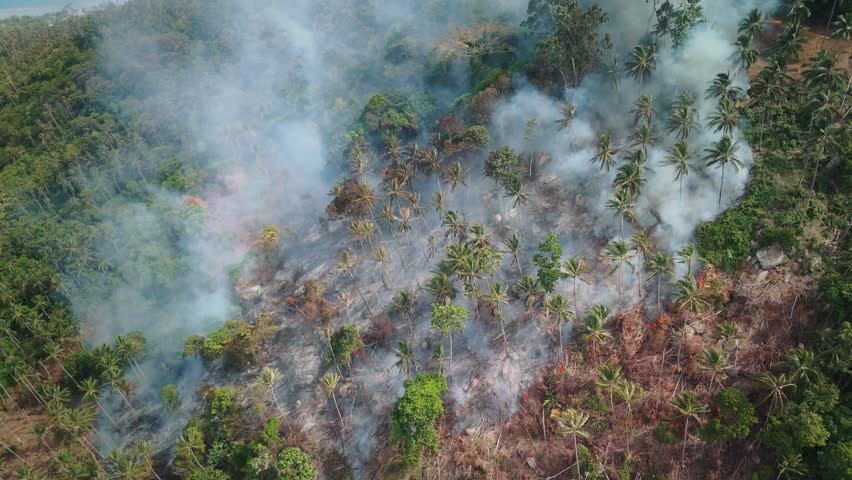 Raging flames devastating impact of forest fires on tropical ecosystem destructive power of forest fires in tropics. Smoke reality of burning tropical forest distressing sight of tropical forest.