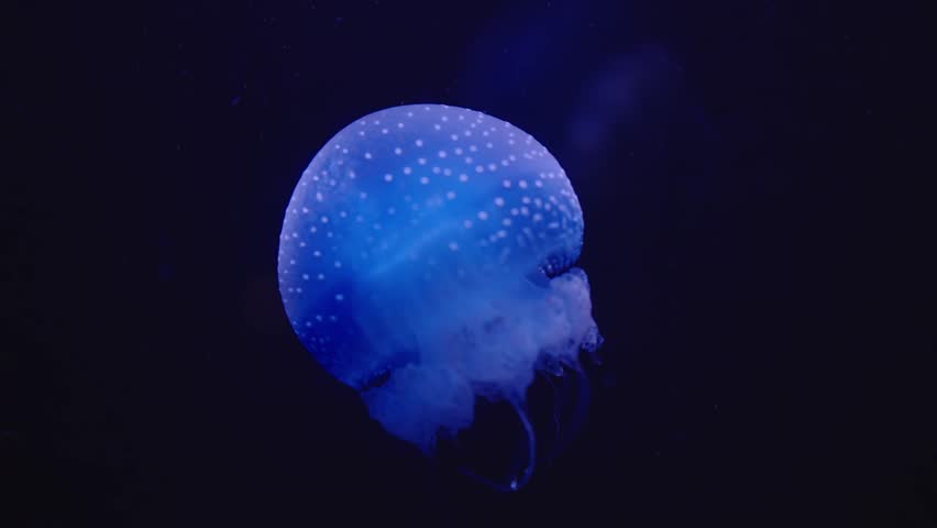 A mesmerizing close-up image of a glowing jellyfish illuminated in blue against a dark, deep-sea background. The ethereal beauty highlights marine life and oceanic mysteries. Glowing Jellyfish