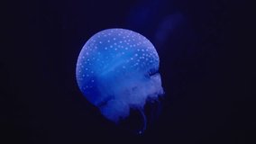 A mesmerizing close-up image of a glowing jellyfish illuminated in blue against a dark, deep-sea background. The ethereal beauty highlights marine life and oceanic mysteries. Glowing Jellyfish - Powered by Shutterstock - Get 15% off with code: PIKWIZARD15