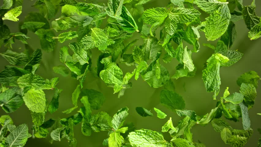 Super Slow Motion Shot of Fresh Mint Leaves Exploded Towards Camera at 1000fps.