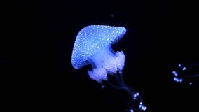 Tropical Jellyfish Phyllorhiza punctata white-spotted jellyfish aka floating bell, Australian spotted jellyfish underwater - Powered by Shutterstock - Get 15% off with code: PIKWIZARD15