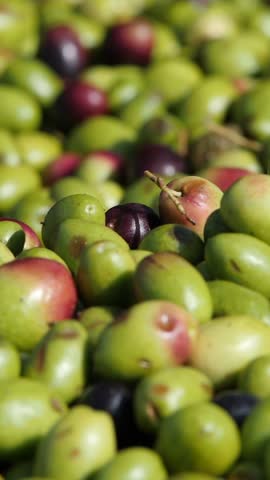 Olives at the mill ready to be pressed to make Italian Virgin Olive Oil.
Olives on the conveyor belt to the mill where they will be pressed for the green Extra Virgin Olive Oil.