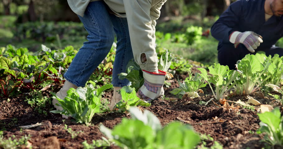 People, harvest and vegetables by soil for agriculture, farming and sustainability development. Farmer, field and healthy food in nature for agro, eco friendly and picking teamwork with fresh crops