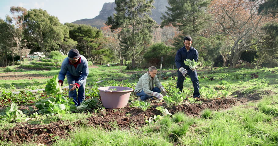 People, group and farming with harvest, spinach and crops for production, growth and container for produce. Farmer, partnership and outdoor in countryside, collaboration and vegetables in Colombia