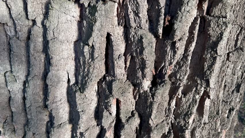 A low-angle view of a massive oak tree trunk with textured bark, stretching upwards towards leafy branches and a blue sky, video