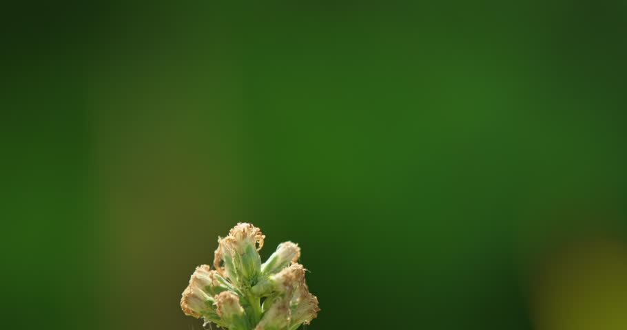 A graceful dragonfly lands on a flower, showcasing the beauty of fascinating insects.