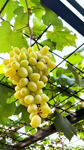 A portrait view of the ripen berries of Transfiguration grapes that is hanging on the grapevine tree canopy.