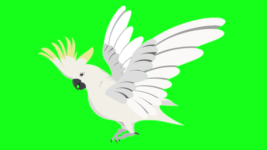 Parrots flap their wings to fly animation, concept idea or example of simple vector cartoon fun videos on green screen isolated background	