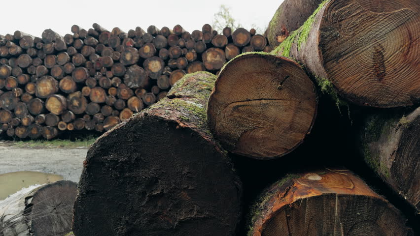 Details Of The Wooden Trunks In The Sawmill Deposit 