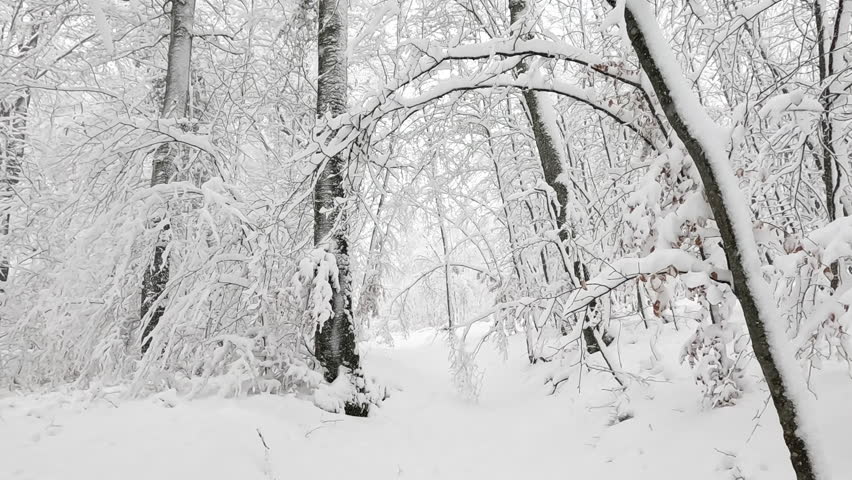 Intense December snowstorm covers a remote part of an idyllic forest in a thick blanket of fresh powder snow. Treetops and branches bend under the weight of the first winter