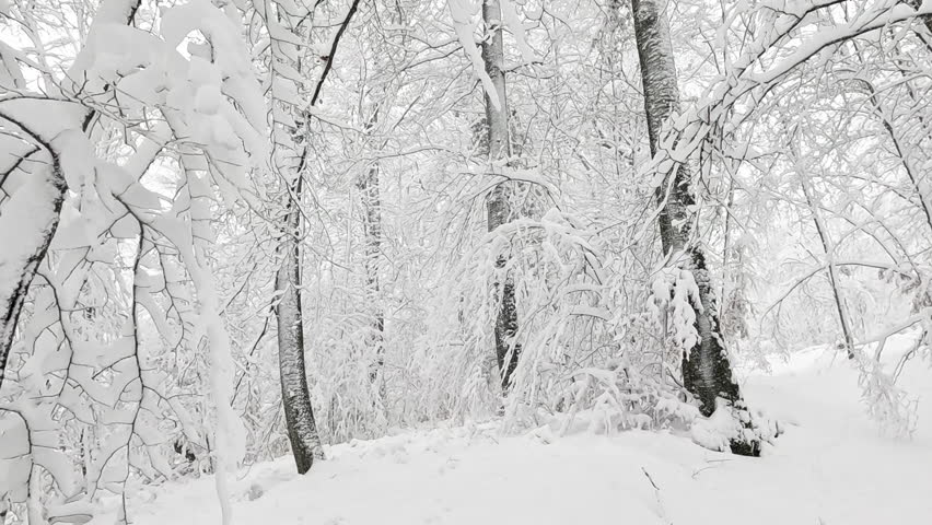 Intense December snowstorm covers a remote part of an idyllic forest in a thick blanket of fresh powder snow. Treetops and branches bend under the weight of the first winter's snow. Picturesque woods.