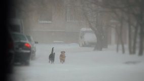 dogs run during blizzard, snowfall. Christmas and New Year winter weather.